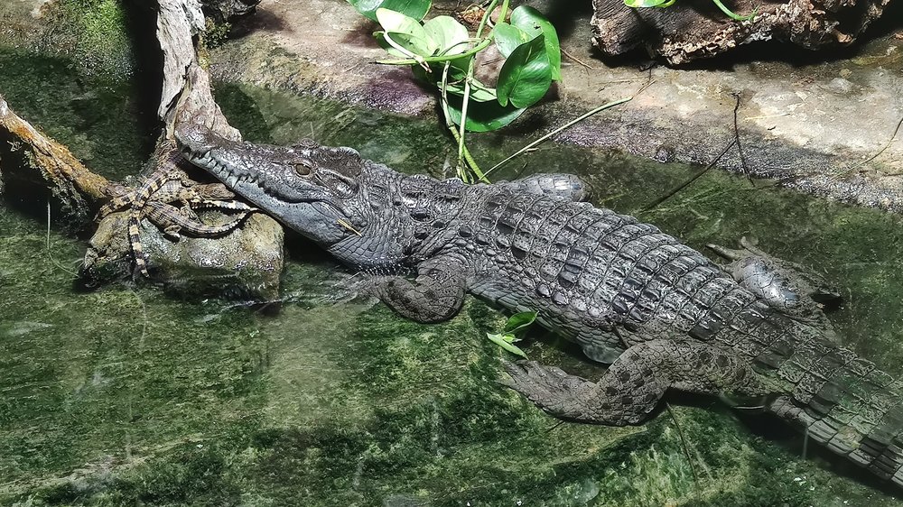 10. Recent Philippine crocodile natural breeding  for next repatriation - mother Mindo with four young, July 2021. A. Rauhaus