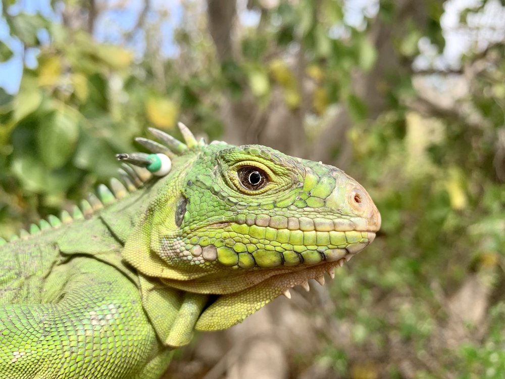 Conserving_Critically_Endangered_Lesser_Antillean_iguanas_in-Anguilla-Farah_Mukhida-1 - Farah Mukhida.jpg