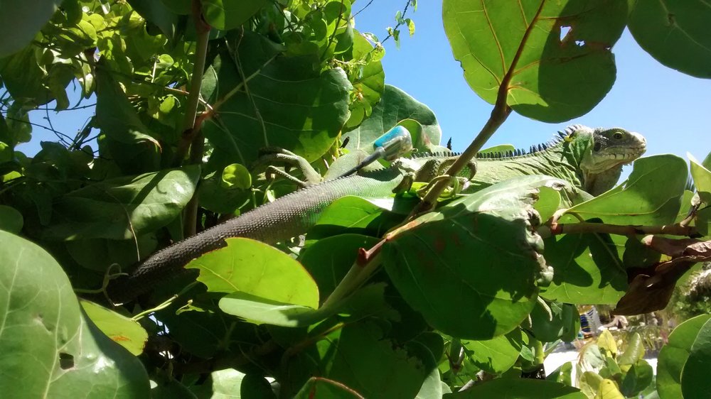 Conserving_Critically_Endangered_Lesser_Antillean_iguanas_in-Anguilla-Farah_Mukhida-3 - Farah Mukhida.jpg