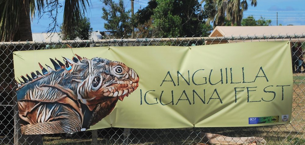 Conserving_Critically_Endangered_Lesser_Antillean_iguanas_in-Anguilla-Farah_Mukhida-19 - Farah Mukhida.JPG