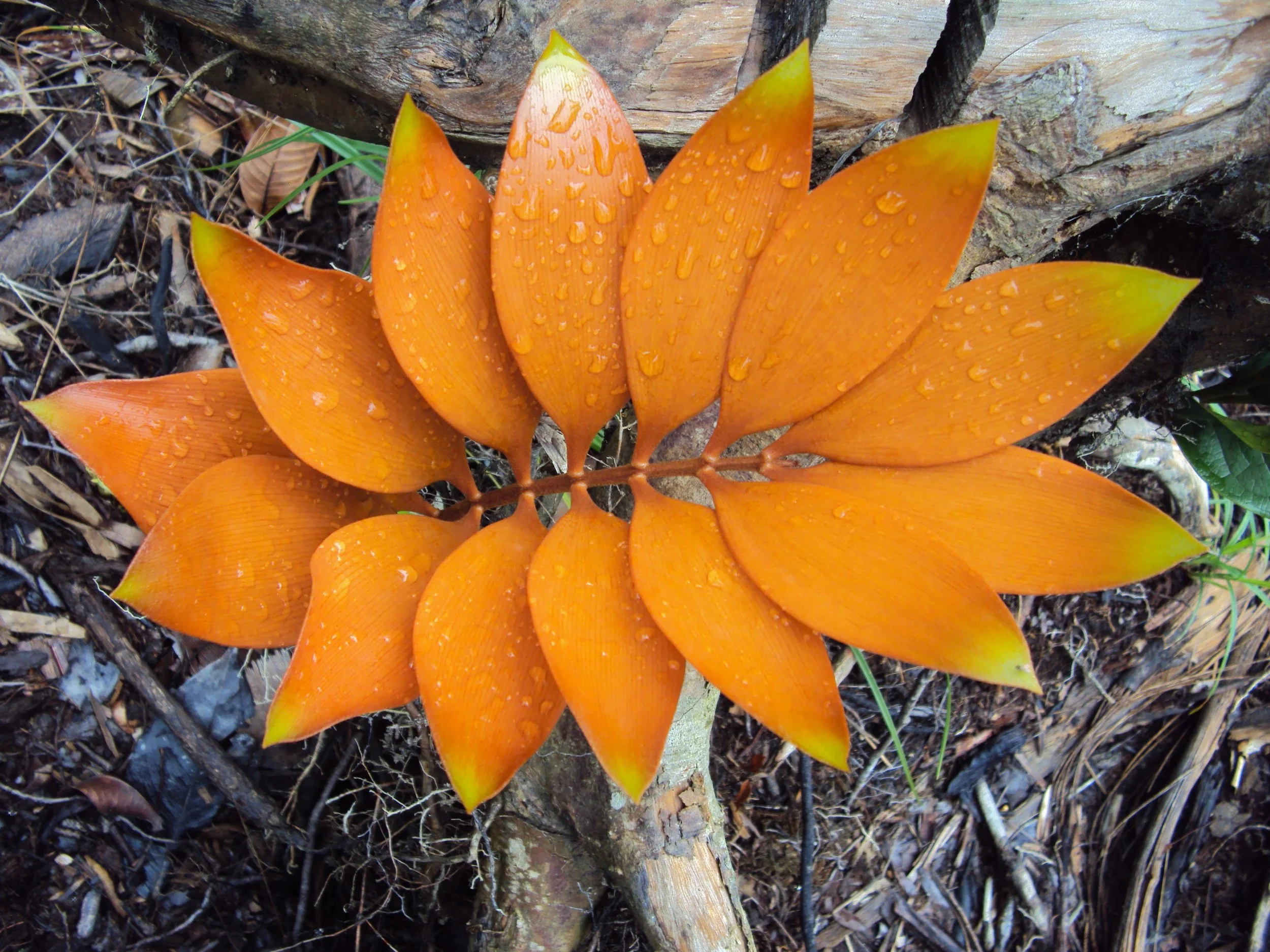 Cycad Conservation in Colombia