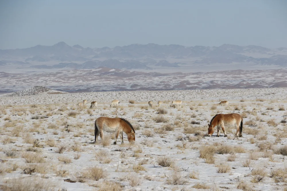 1H2A0230 - Laurent Tatin.JPG