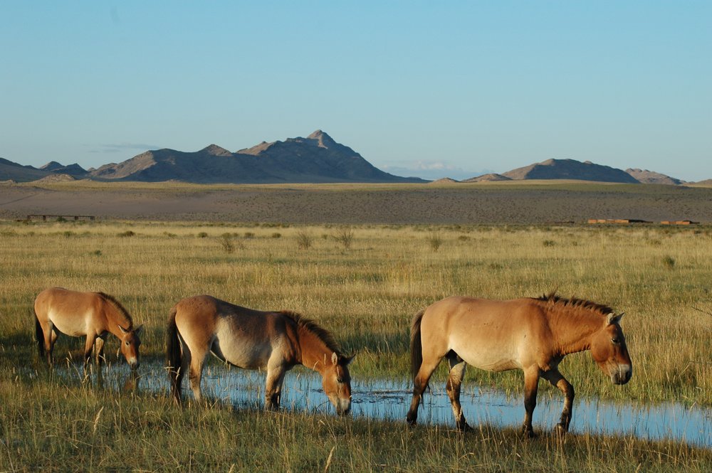 reintroduced P_ horses_©Joly - Laurent Tatin.JPG