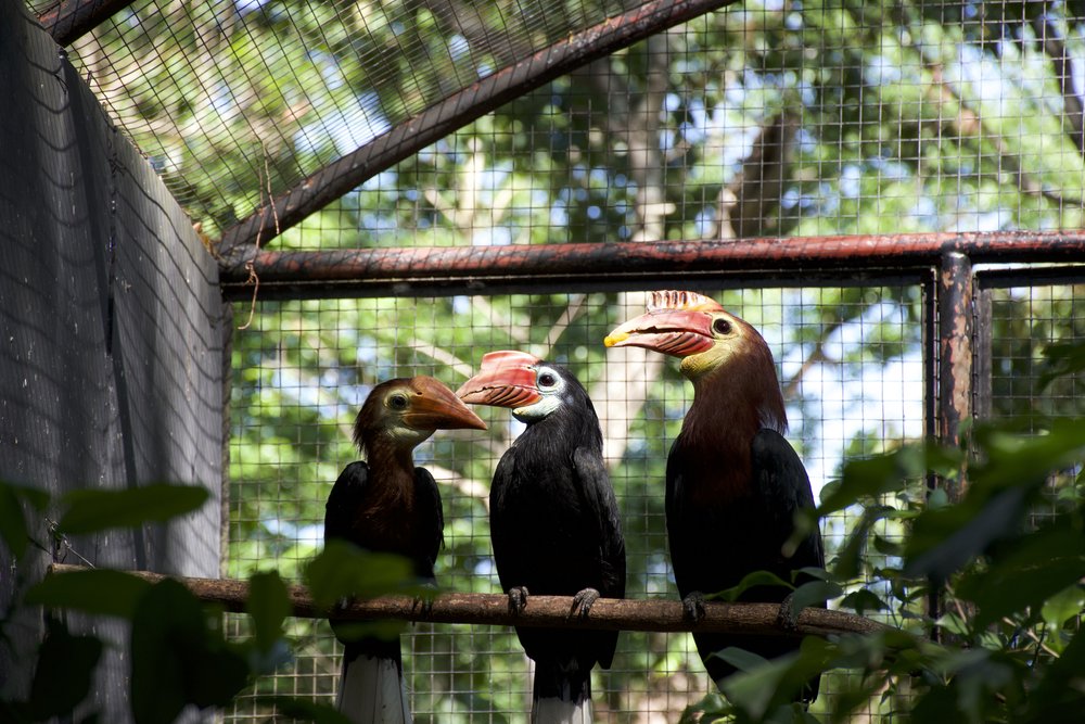 Rufous-headed hornbill family 2_credit Talarak Foundation Inc - Anna Heath.jpg