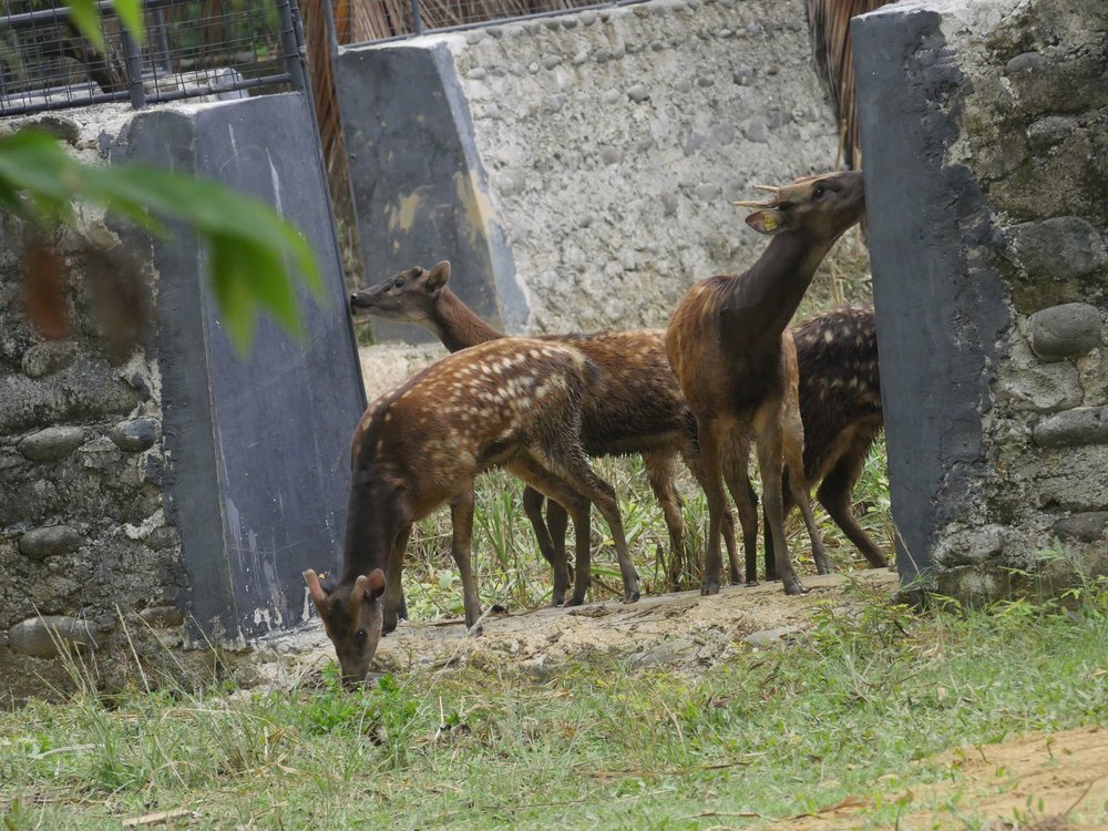 Saving West Visayan Endangered Species - Spotted deer release_credit Talarak Foundation Inc.jpg