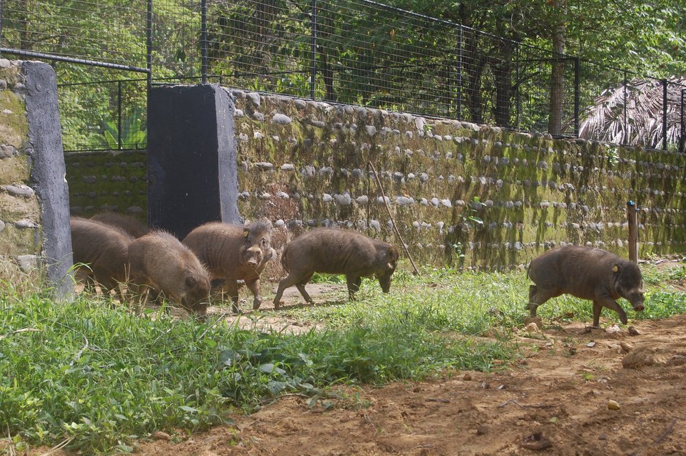 Saving West Visayan Endangered Species - Warty Pigs Release_credit Talarak Foundation Inc.jpg