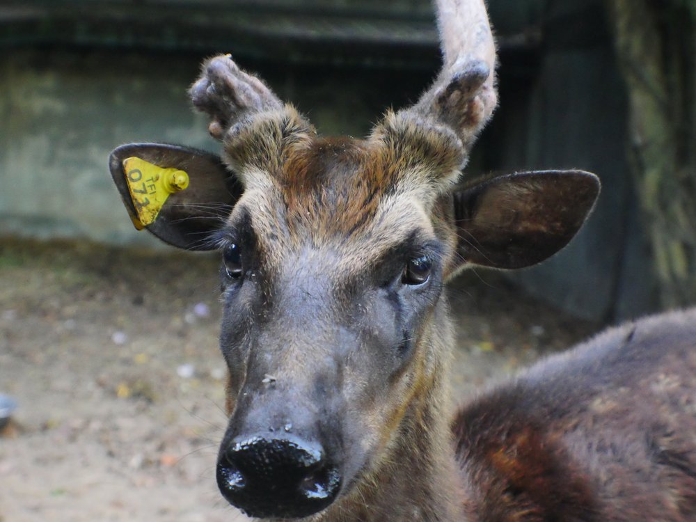 Saving West Visayan Endnagered Species - Visayan spotted deer face_credit Talarak Foundation Inc.JPG