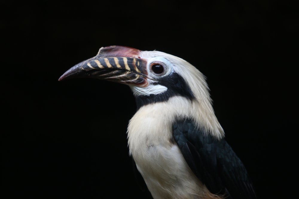 Visayan Hornbill_credit Pierre de Chabannes - Anna Heath.JPG