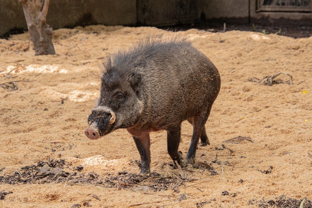 Saving West Visayan Endnagered Species - Visayan warty pig_credit Talarak Foundation Inc.jpg