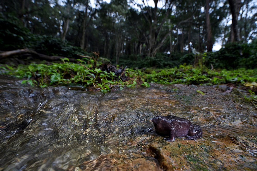 Holistic approaches to conserving the purple frog in Kerala - Purple Frog in Coffee Plantation - Aida Kowalska.jpg