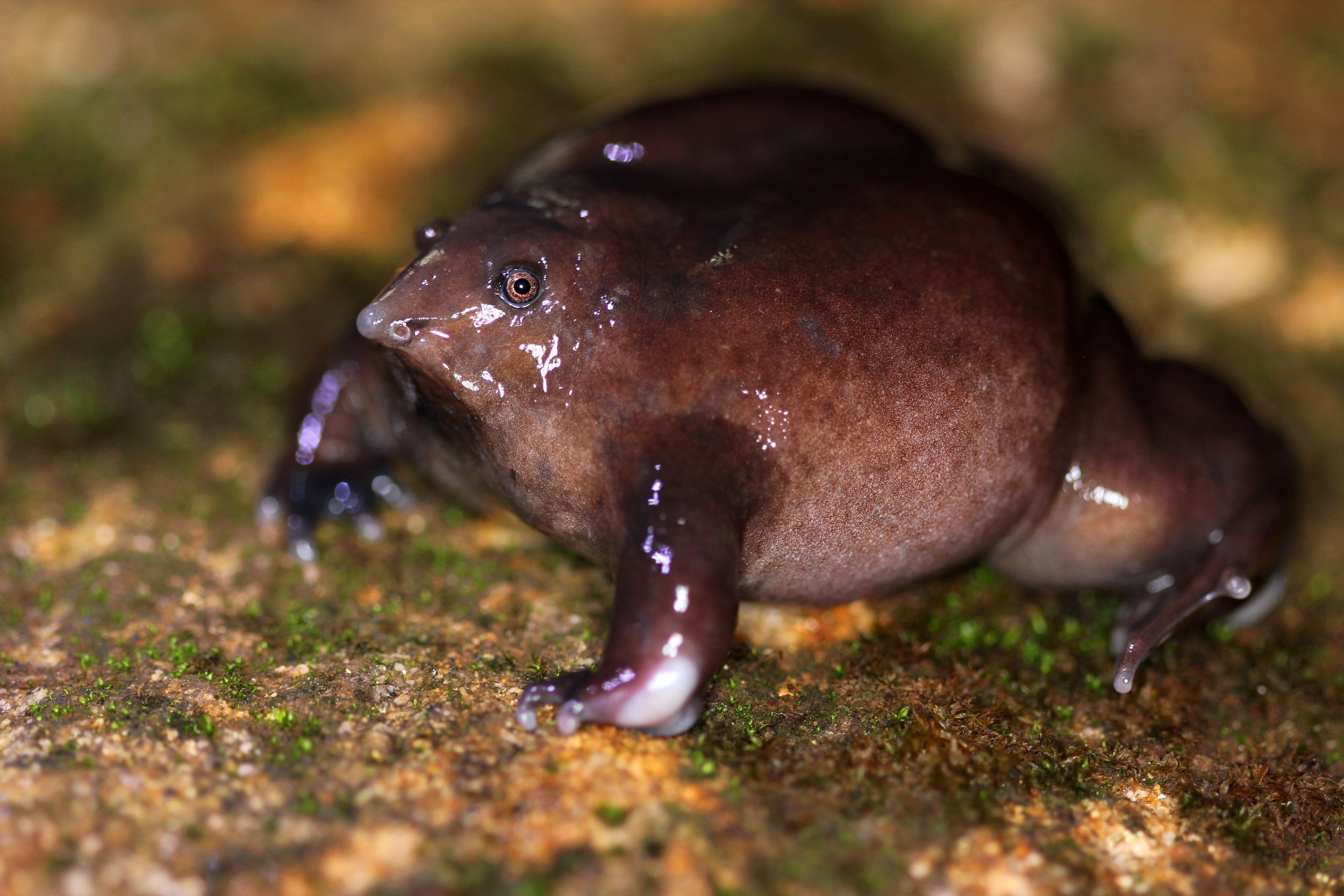 Фиолетовая лягушка. Пурпурная свиноносая лягушка. Лягушка Nasikabatrachus sahyadrensis. Африканский узкорот лягушка. Индийская лиловая пурпурная лягушка.