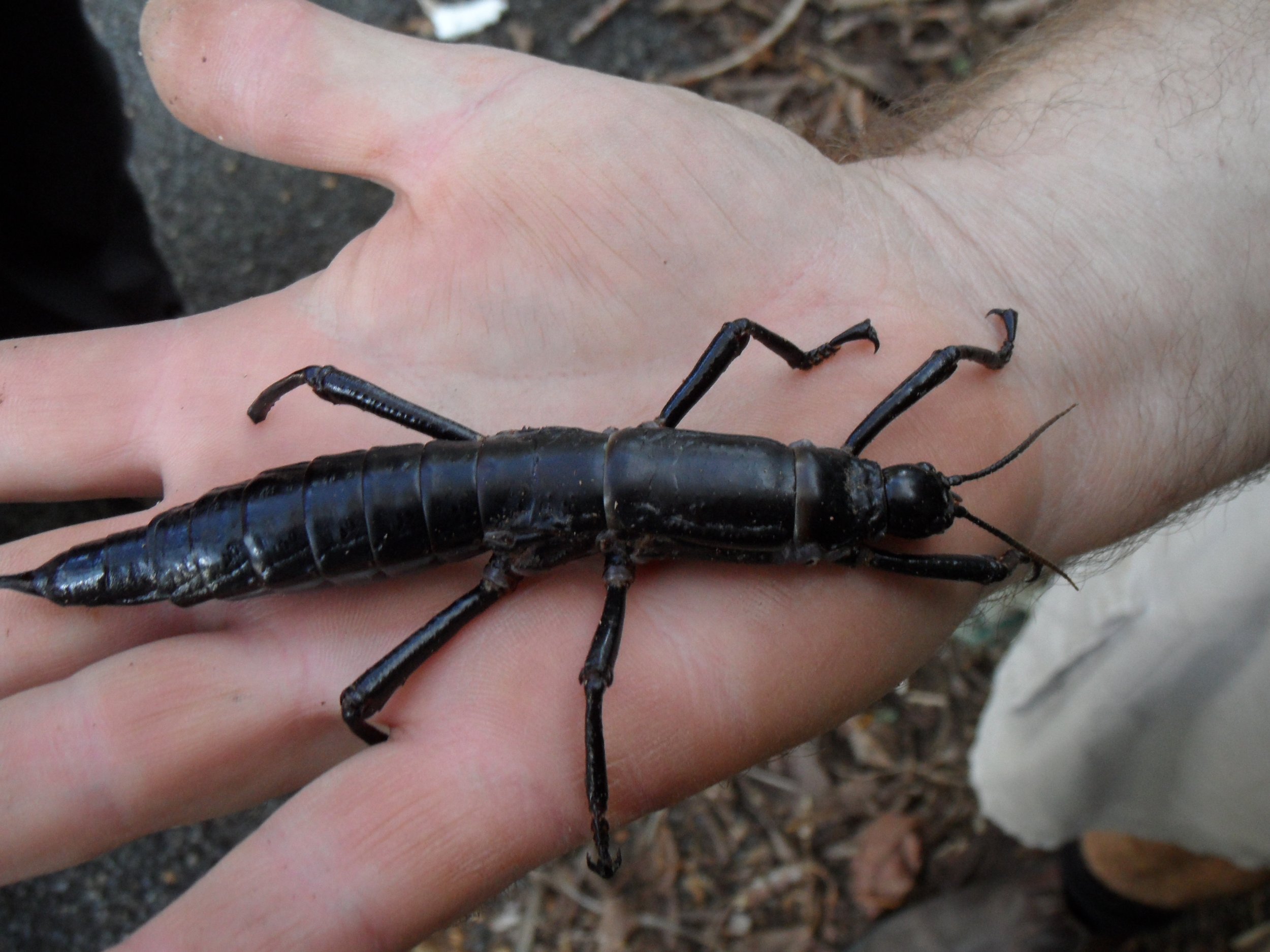  Lord Howe Island Stick-Insect (© granitethighs) 