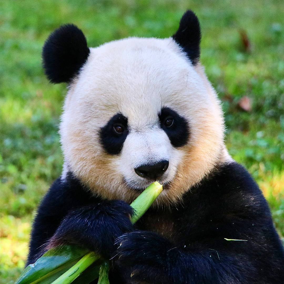  Giant Panda (© Megan Joyce) 