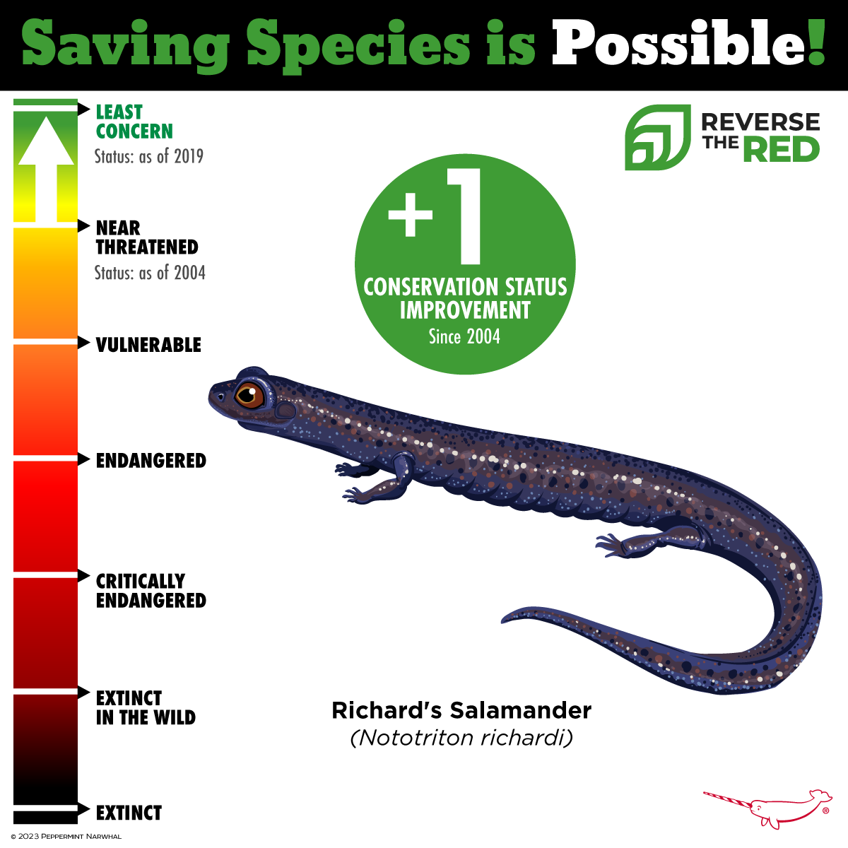  Richard's Salamander (© Peppermint Narwhal) 