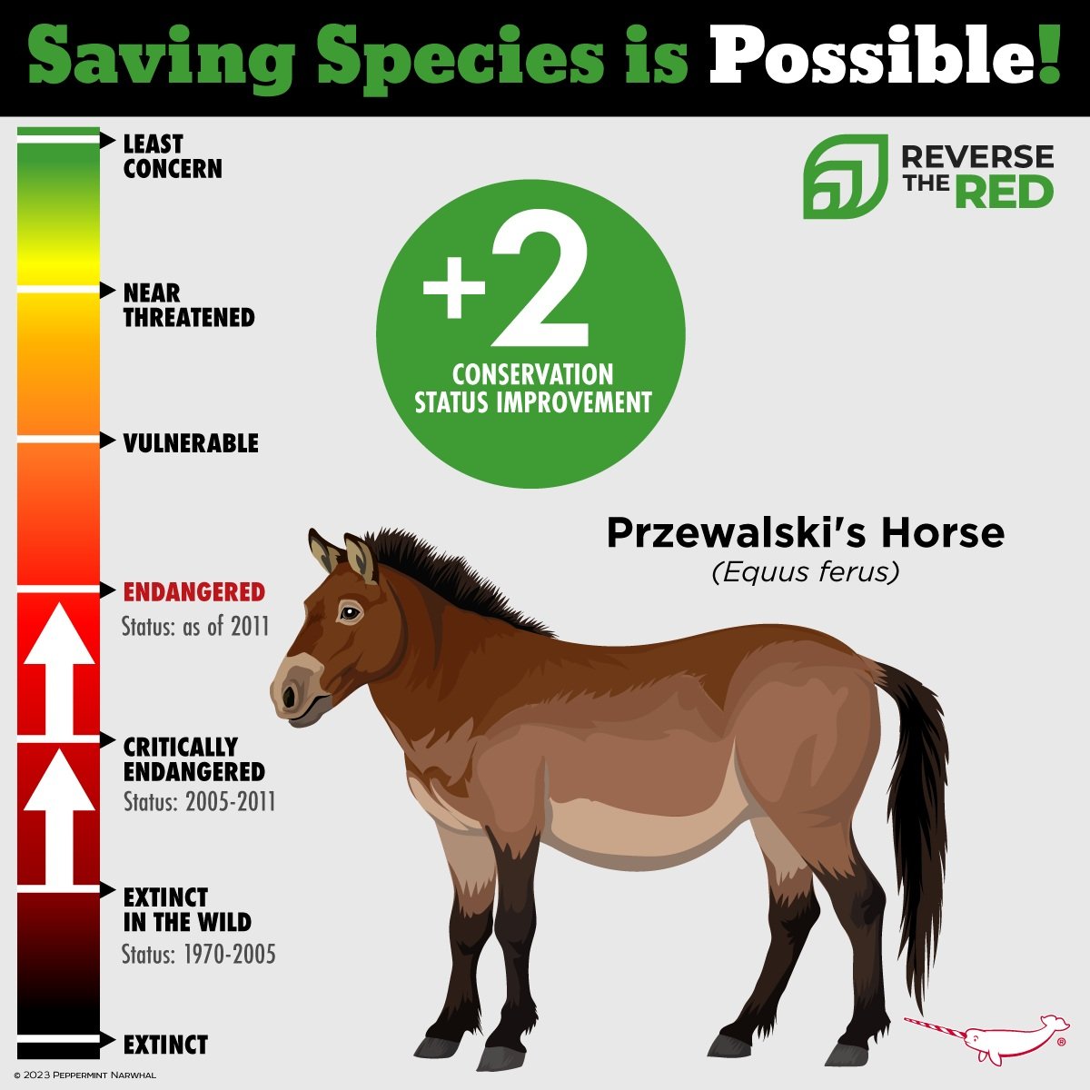  Przewalski's Horse (© Peppermint Narwhal) 