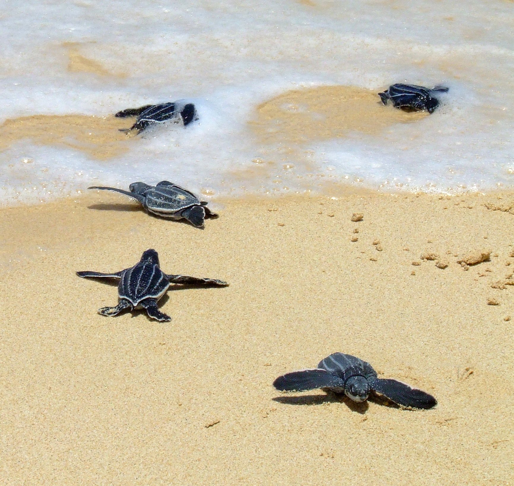  Leatherback Sea Turtles (USFWS) 