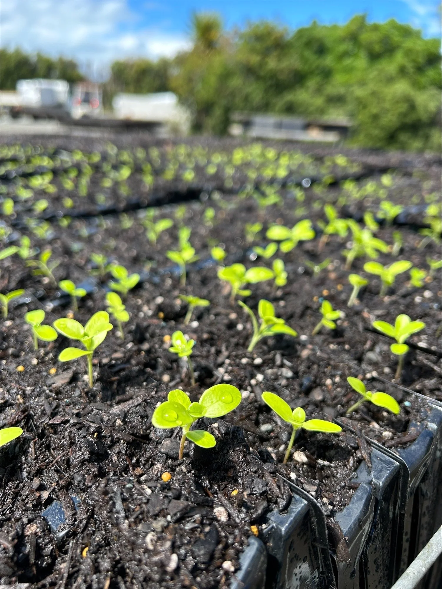 RT Seedlings2.jpeg