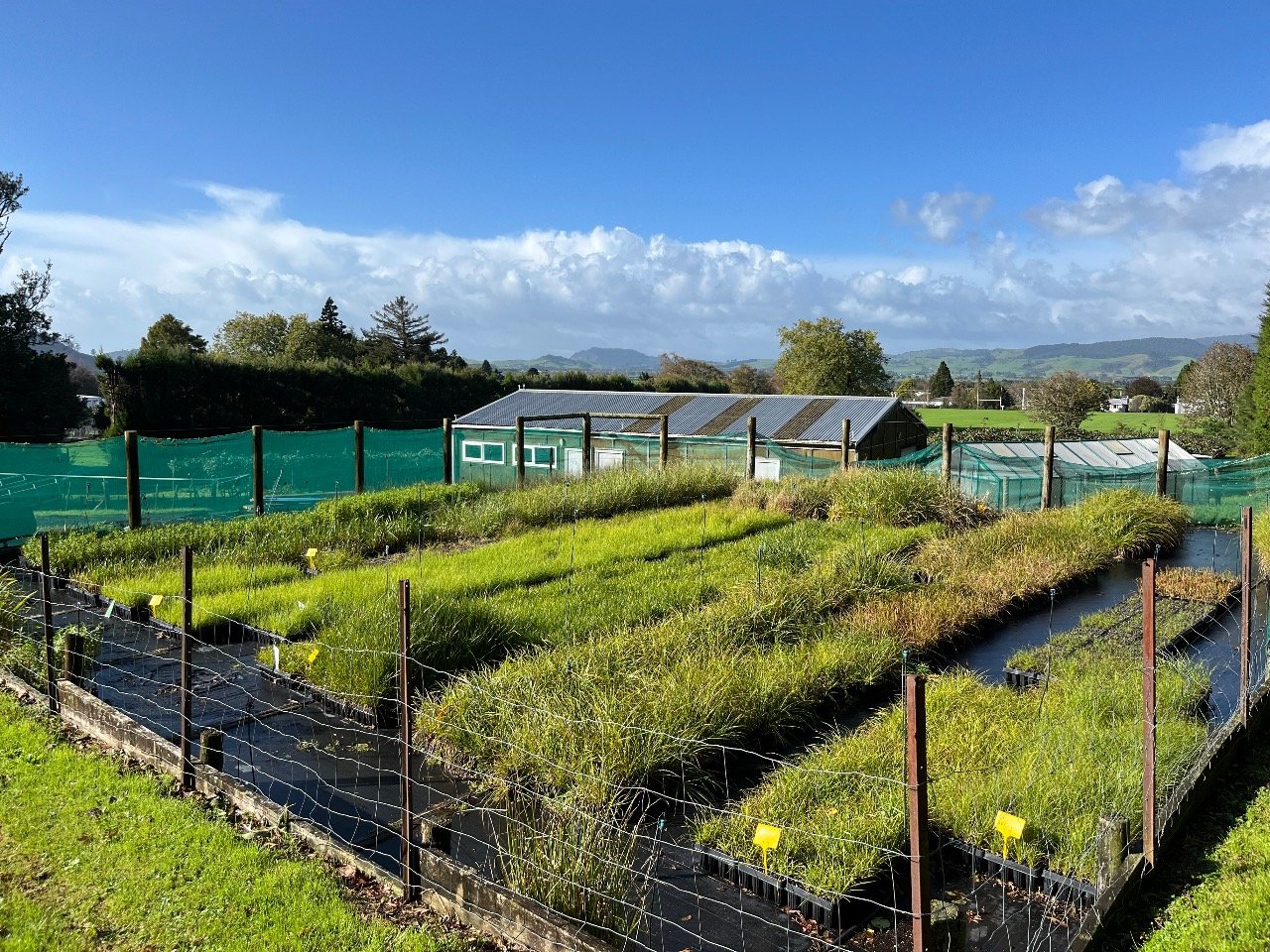 Plant Pass positive for Waihi Native Plants