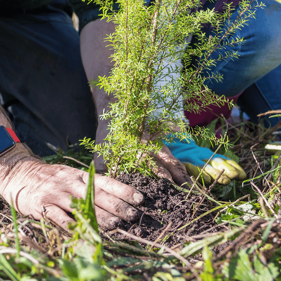 Native plants in Waikato