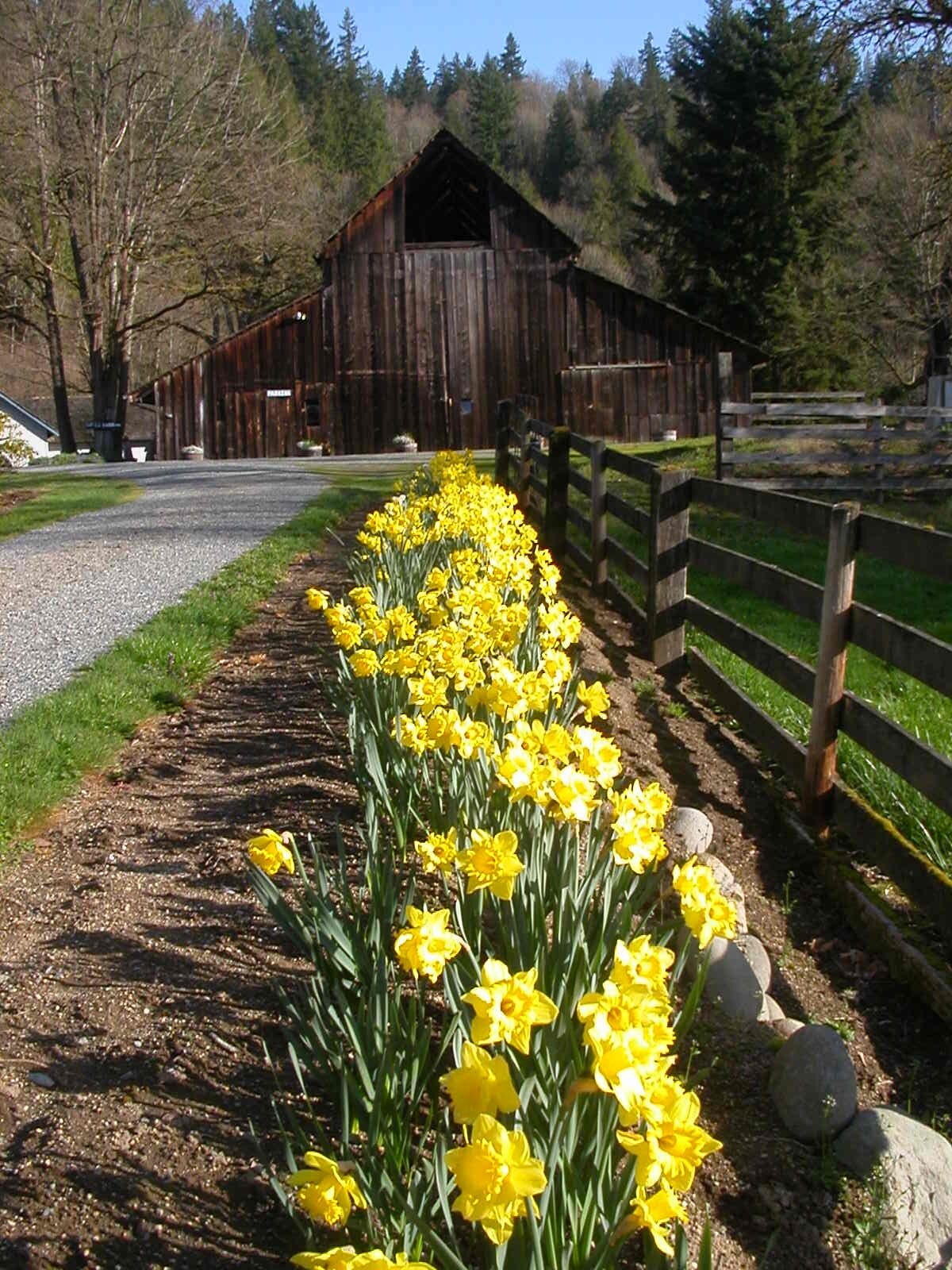 Barn and Daffodils.JPG