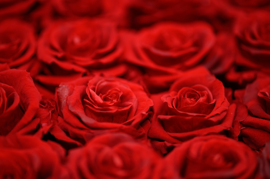 Dozen Roses - room add-on