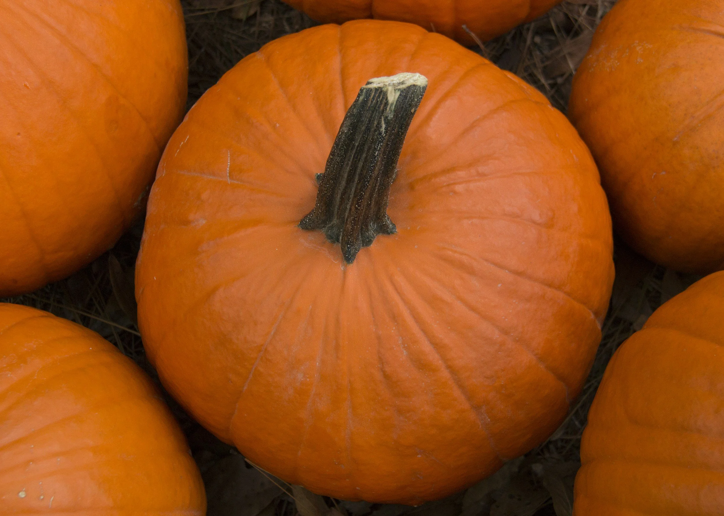 Woodbridge Inn & Tavern Pumpkin Carving Contest Begins