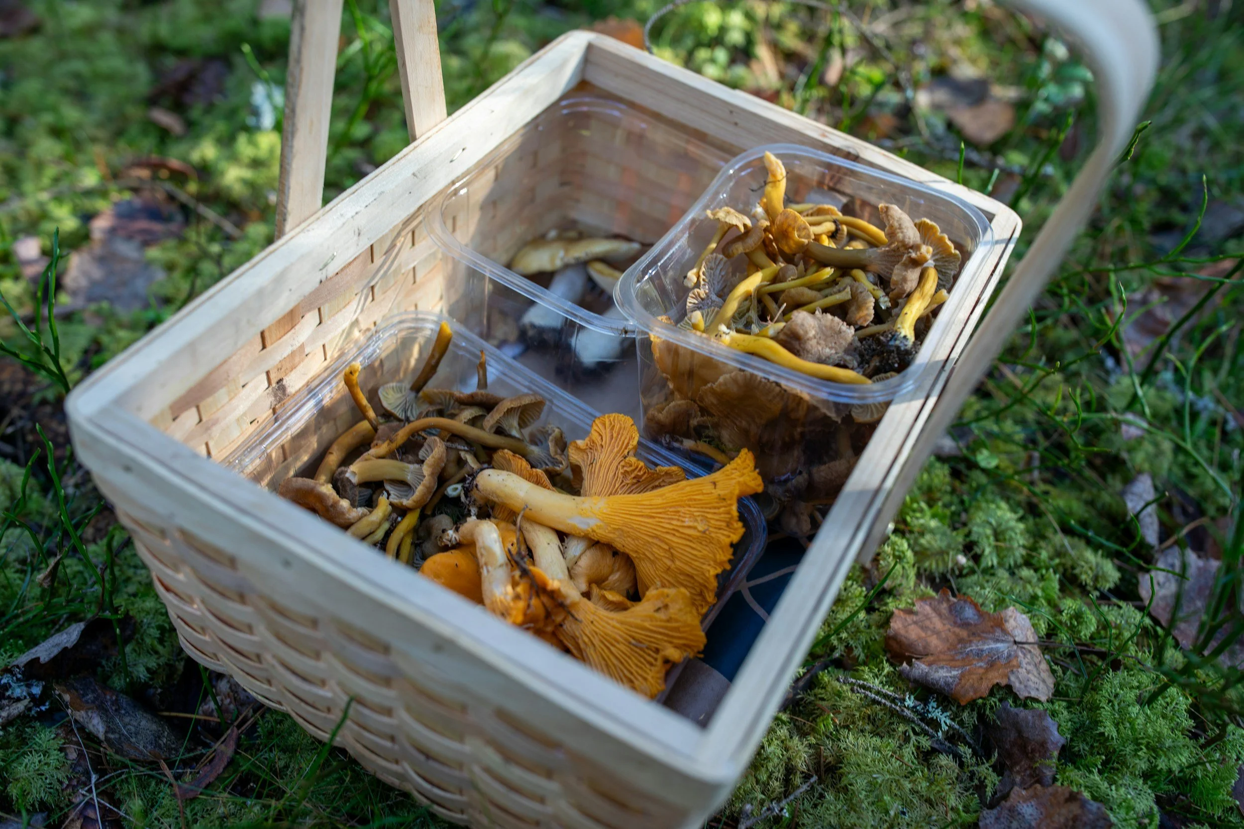 "Forest Flavors: Cooking & Learning with Fungi" with Gabrielle Jones at Woodbridge General Store
