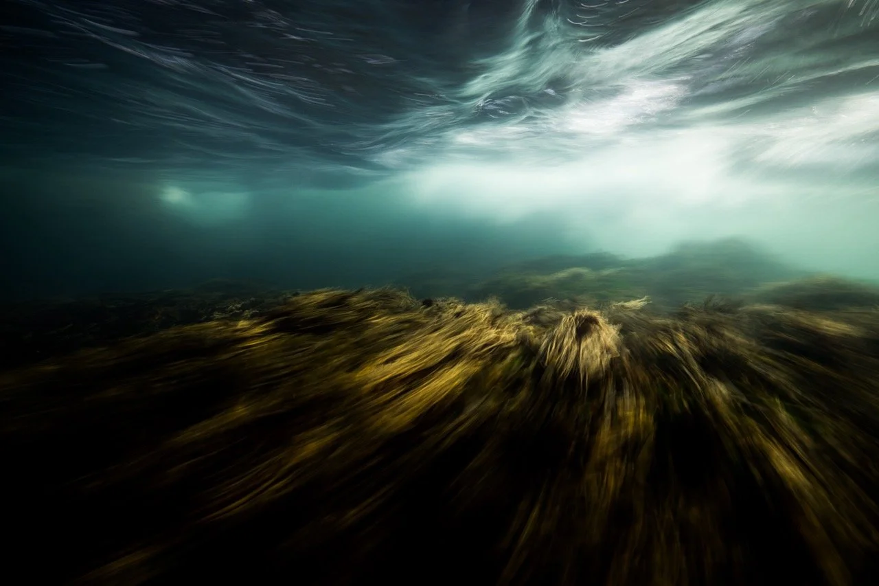 Underwater scene with seaweed and blurred water surface