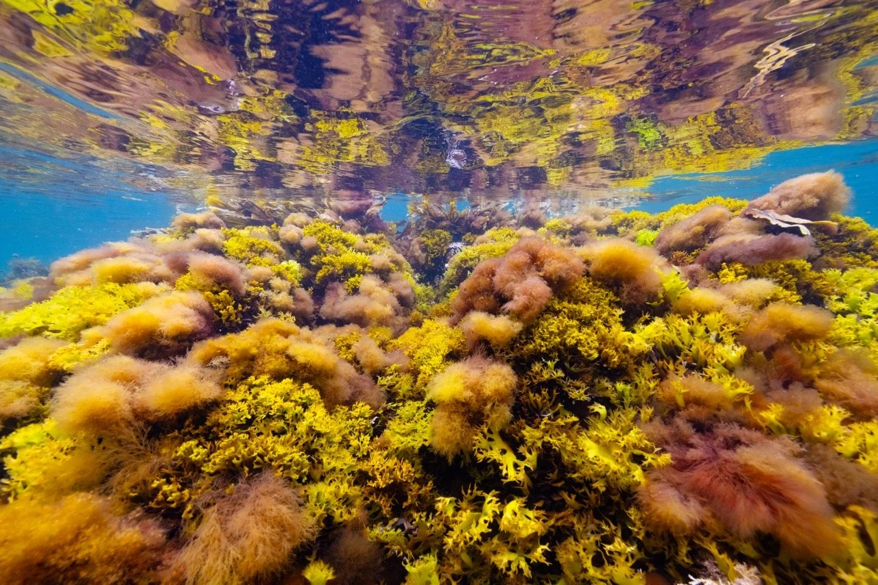 Underwater view of vibrant coral reef with yellow and brown seaweed.