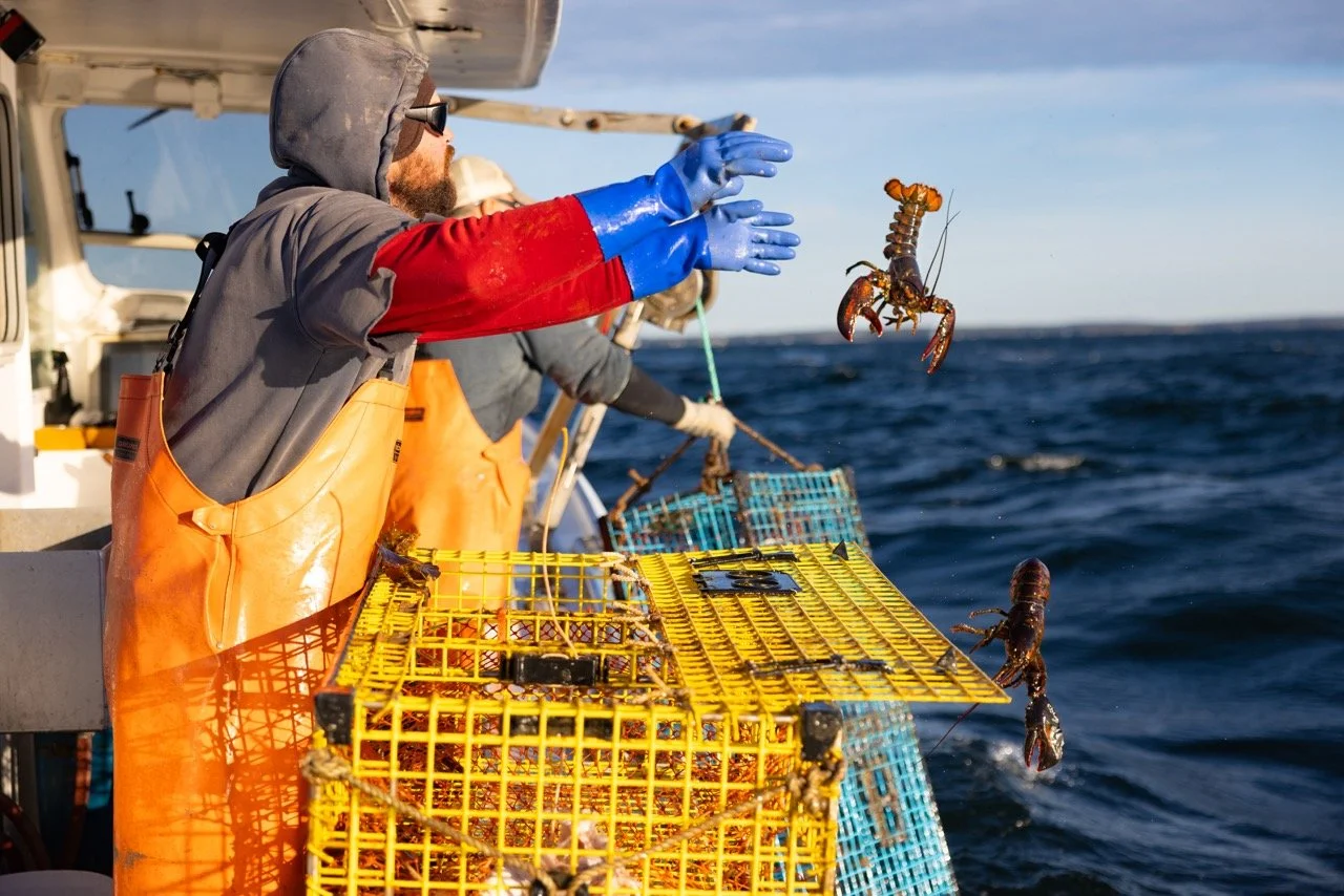 Maine fisherman in orange overalls on a boat throwing a lobster into the ocean, with lobster traps in the foreground.