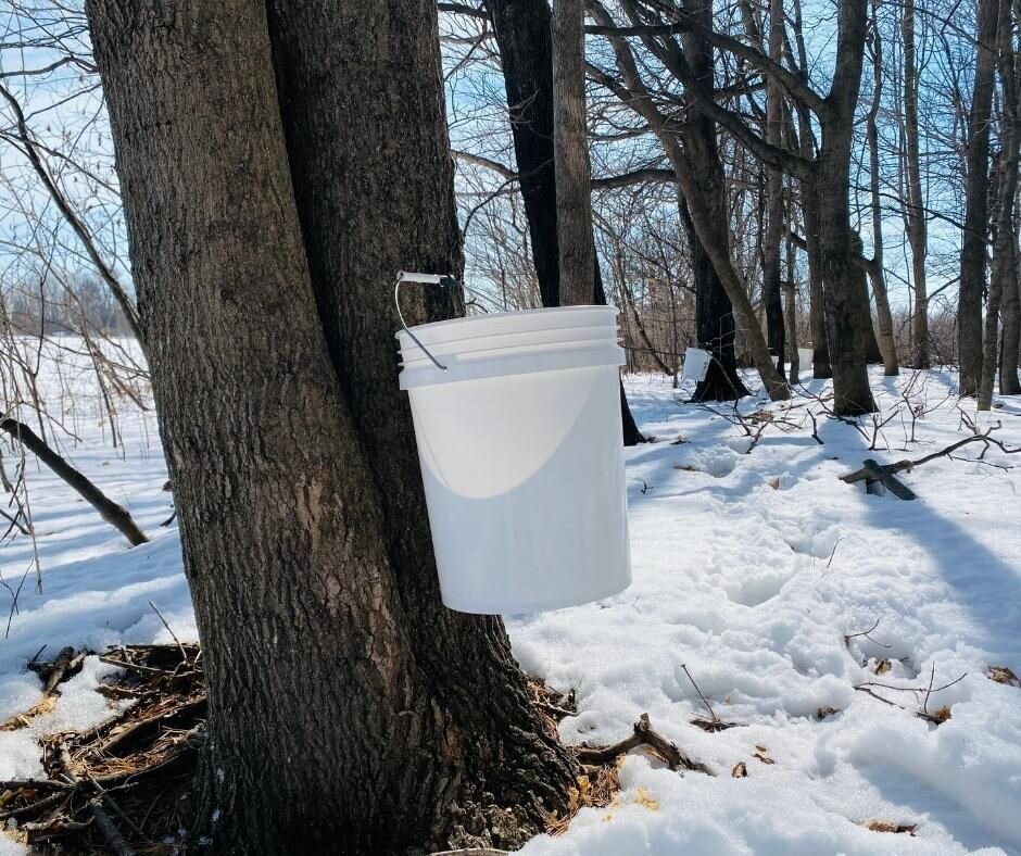 It feels like the official start of the farming season! 

We have started collecting sap and boiling our first batch. It won't be flowing much this week until it warms up again but things are coming alive around here!