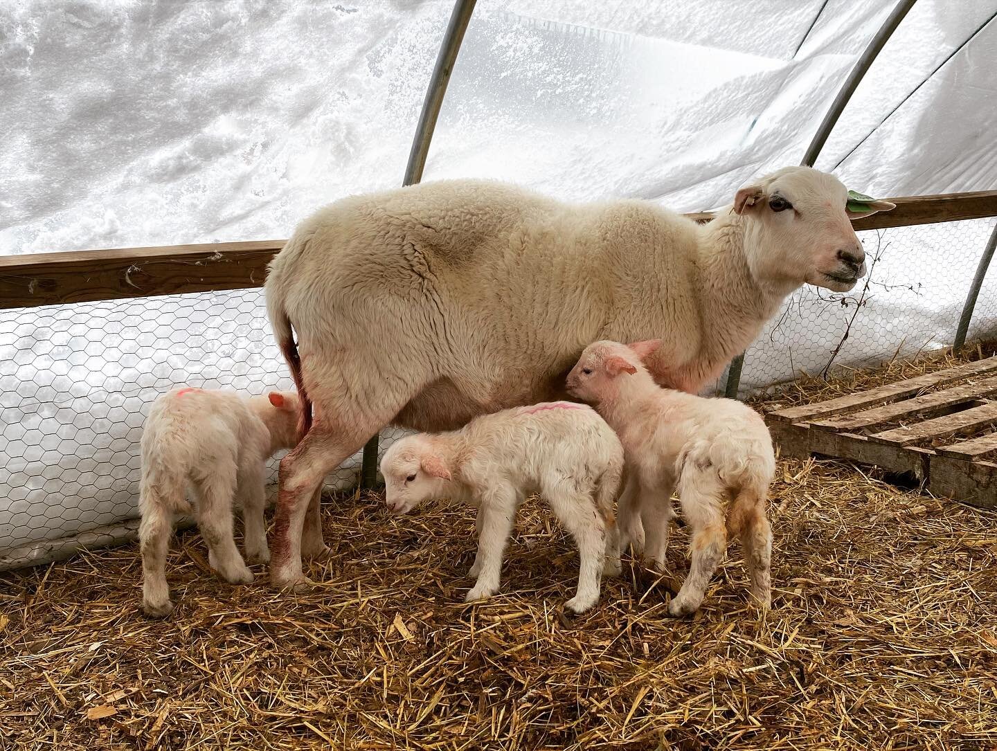 Happy spring from the farm!

Maple syrup is in full production and last week we had our first lambs! These are just for our personal use for now but they are adding lots of cuteness to the farm. 

There has definitely been a switch over the last week