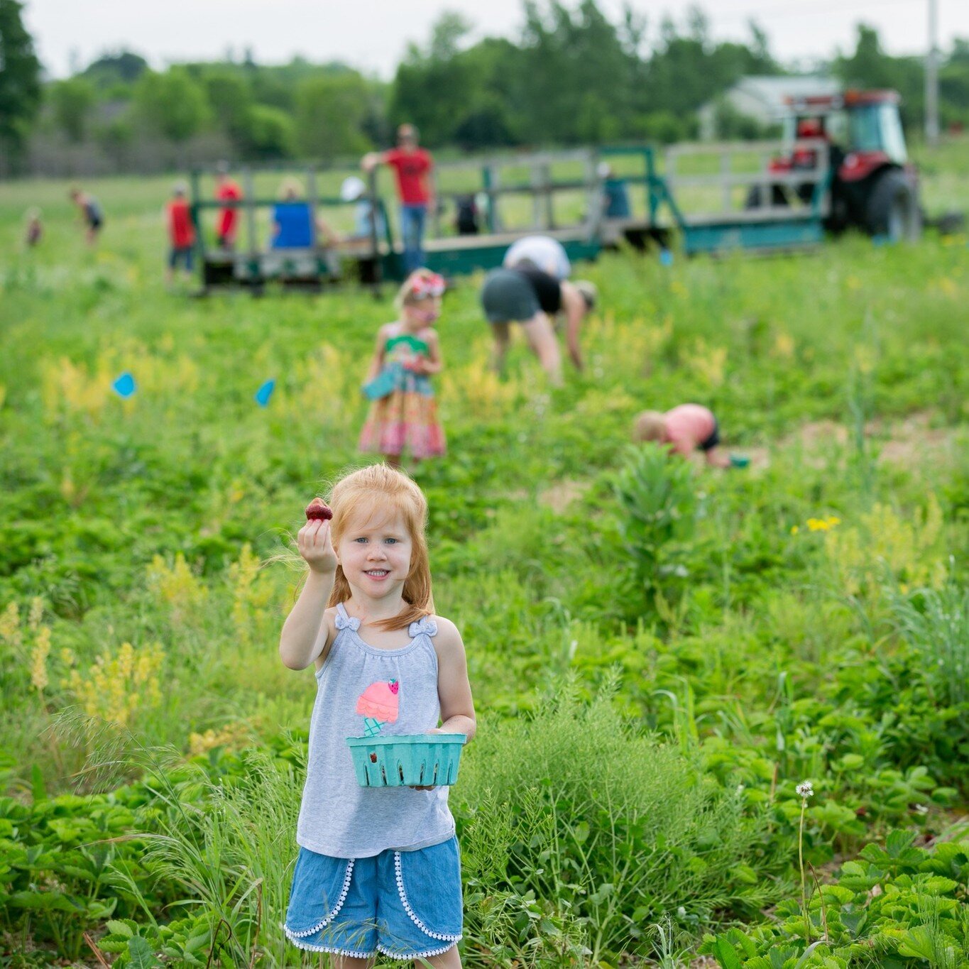 Strawberries have been a big deal around here for quite awhile. We have struggled with a normal crop for several years now so if you're wondering what is happening this year here are some details:

-We are NOT finished with strawberries.
-However, we