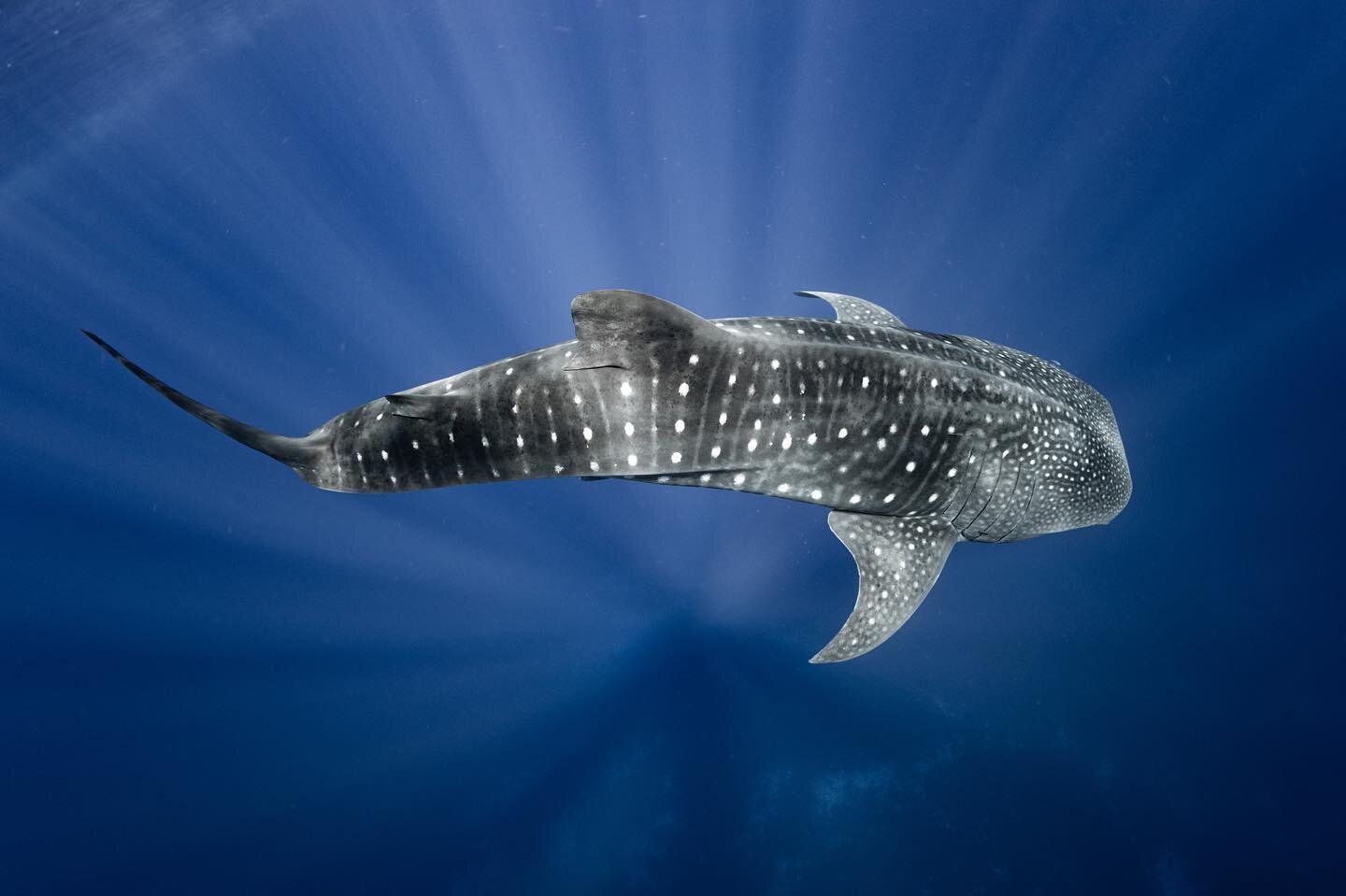 Whale of a shark and the largest fish in the ocean. Whale sharks are still a mystery, where do they come from and where do they go? Australia&rsquo;s west coast has an annual aggregation on the Ningaloo reef in late autumn /winter. In times past ther