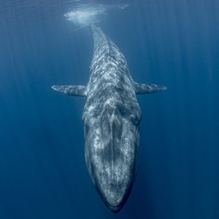 Into the Blue...
Full frontal with the Blue whale. While this individual was around 23 m in length and probably close to 80 tonnes, he/she was also gentle gracious and polite- adjusting course to move around all 90kg of me :) incredible respect from 