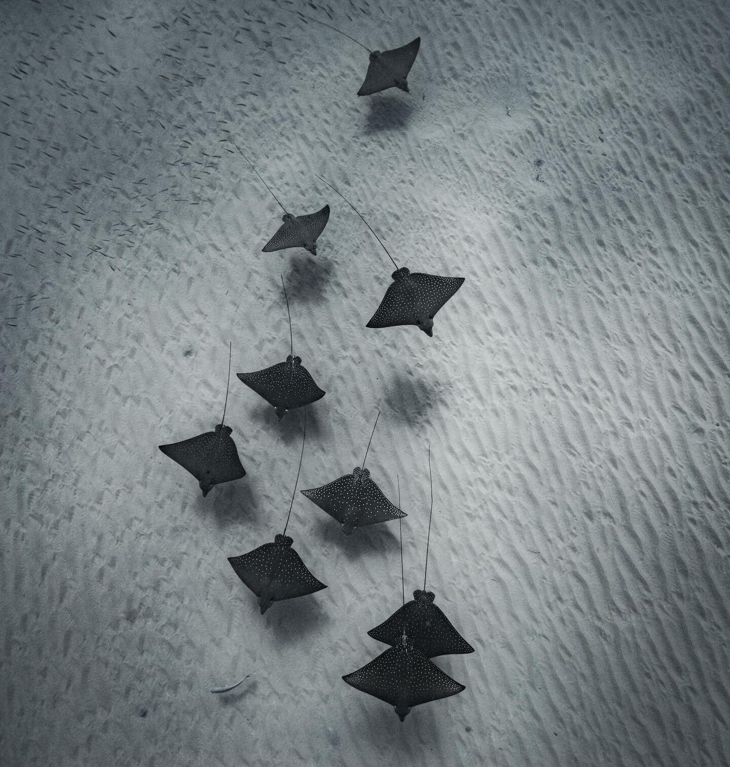 Flight of the eagle rays