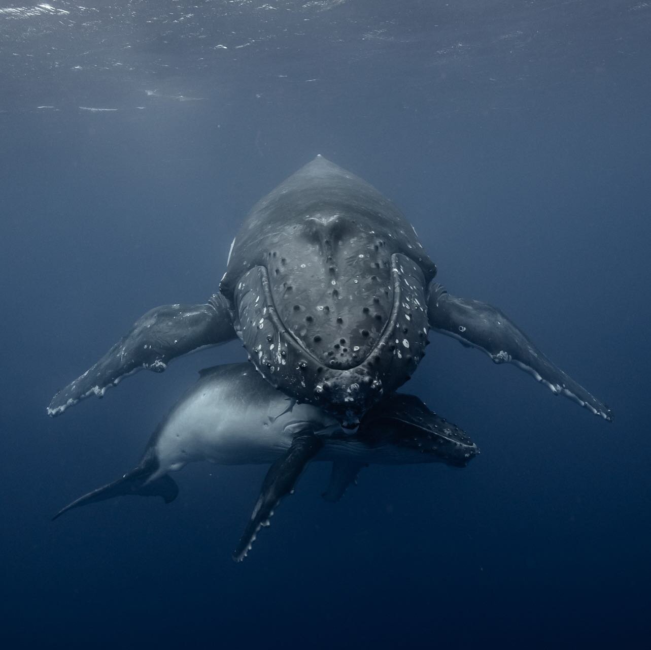 Mother and child , the bond of intimacy between mother and calf is incredibly emotive and beautiful to witness.