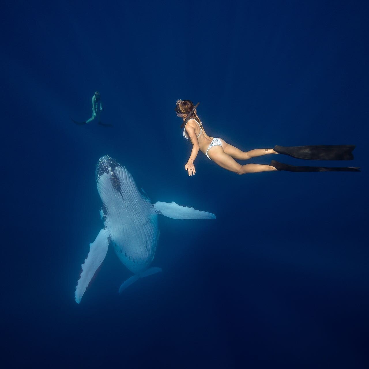 Surreal Aquatic dreams with the beautiful Humpback whales in Tonga for Freedivers @yogawithkris  and @tay_mckeown