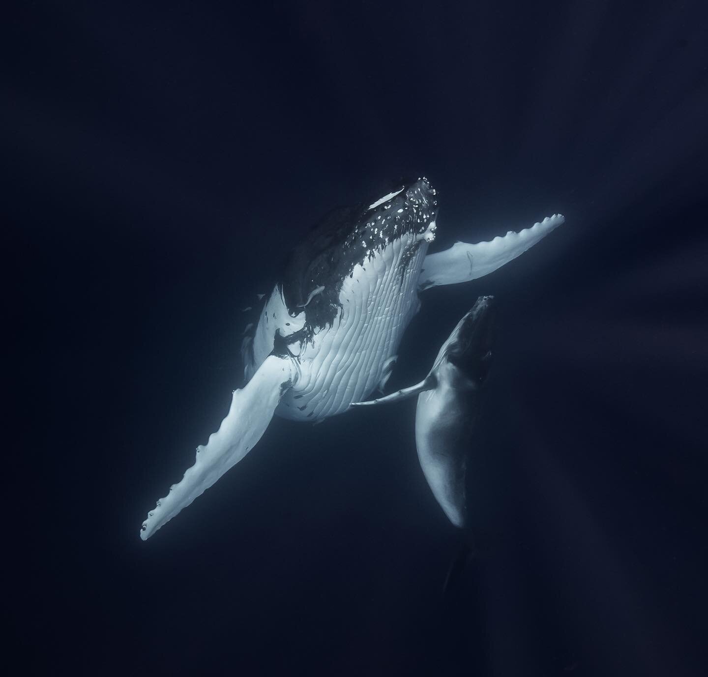 Humpback whale and calf. This is a top down shot as mum is sleeping vertically and I am looking down from the surface. Mum will happily rest like a starship in orbit for 20 minutes at a time with her calf  must come up for air very few minutes.