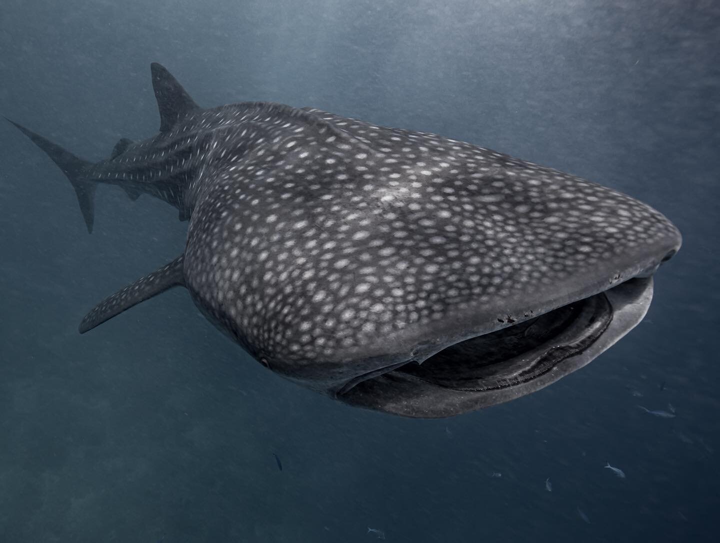 The largest fish in the Ocean and a gentle giant.  I&rsquo;m always amazed that often the largest creatures feed upon the smallest, whale sharks , mantas and the baleen whales some are the largest animals on the planet, yet they feed upon some of the