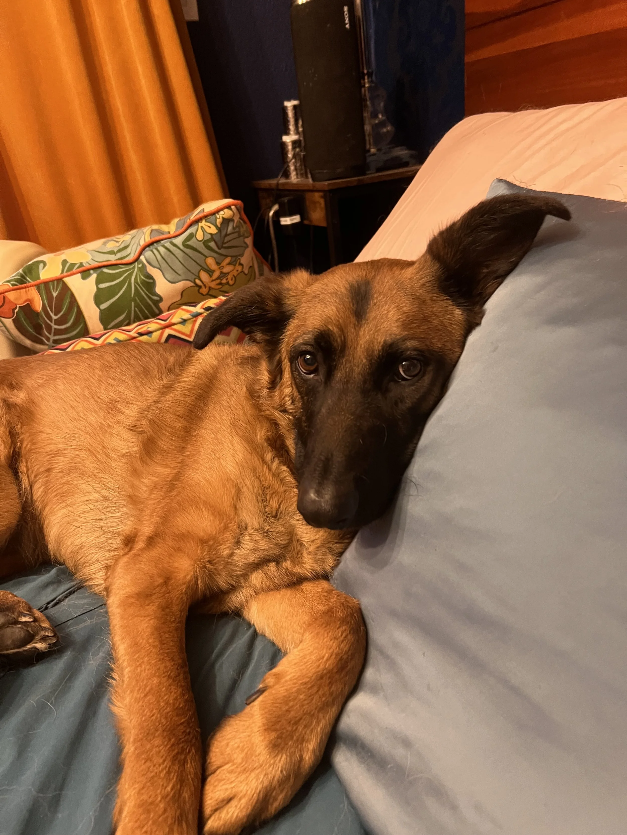 A brown dog with black facial markings lying on a bed, resting its head on a pillow and looking at the camera.