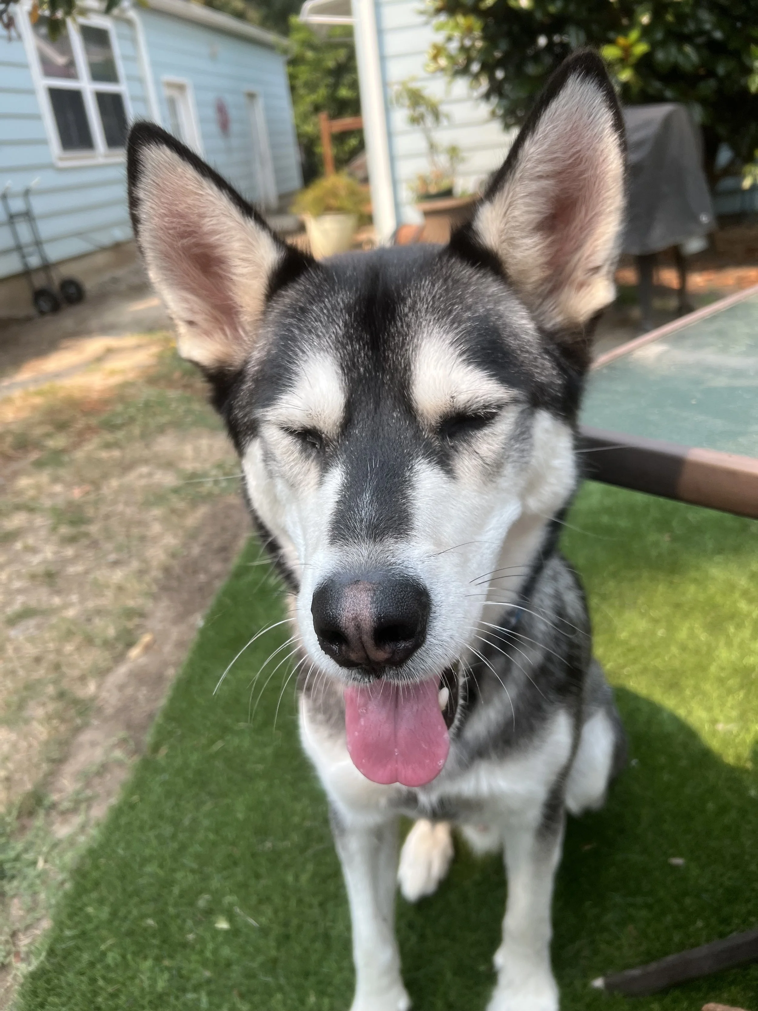 Close-up of a happy black-and-white Siberian Husky panting in a backyard