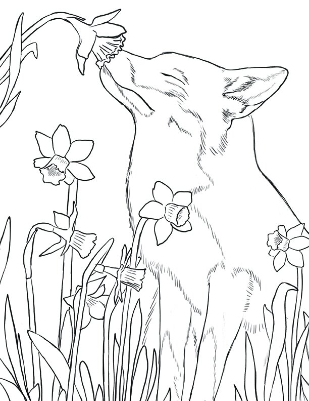 fox-daffodils coloring page_resize.jpg
