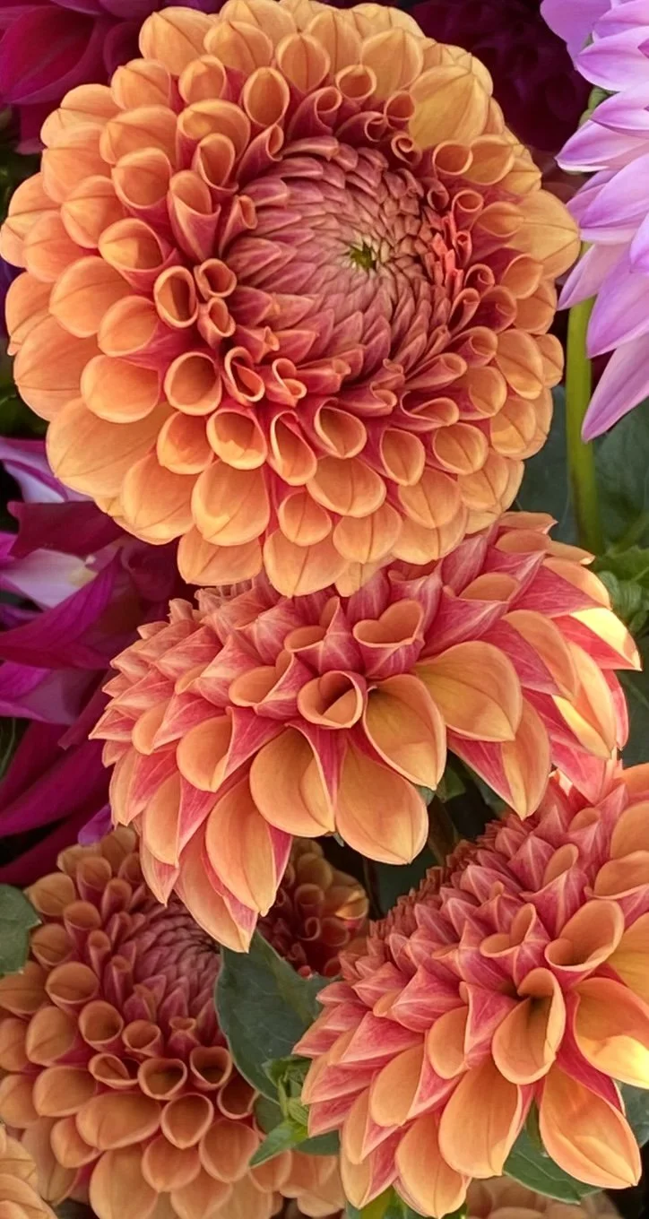 DAHLIA TUBERS — Store 2 — Wonder Bloom Farm
