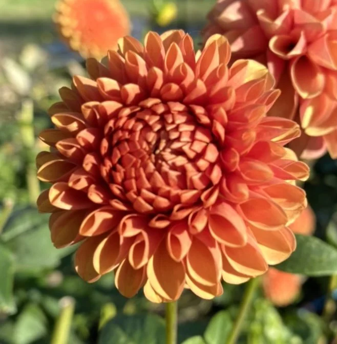 DAHLIA TUBERS — Store 2 — Wonder Bloom Farm