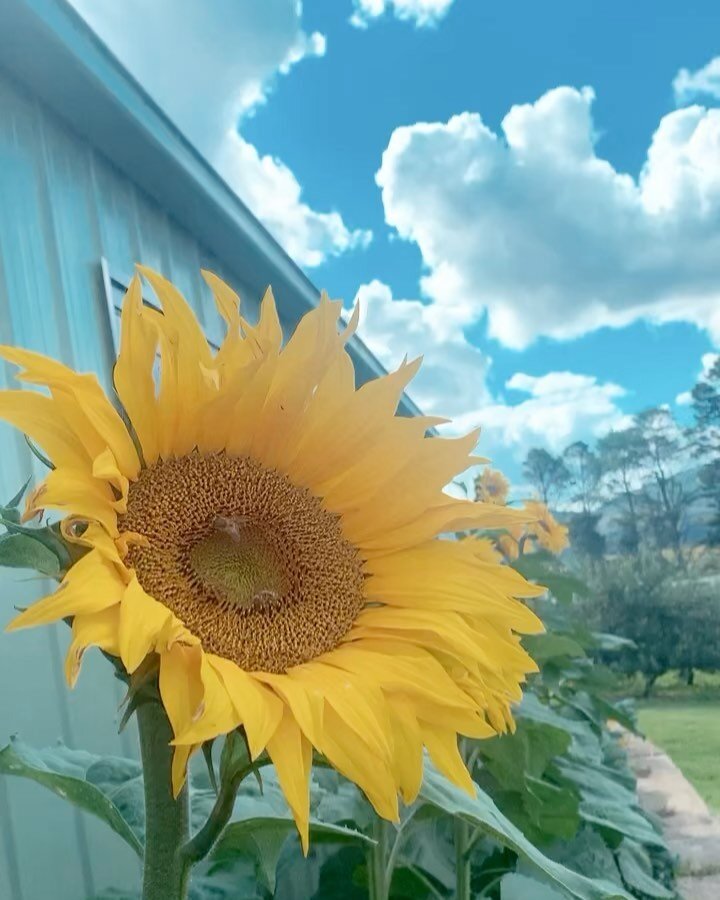 Our sunflowers are out to play 🌻😍