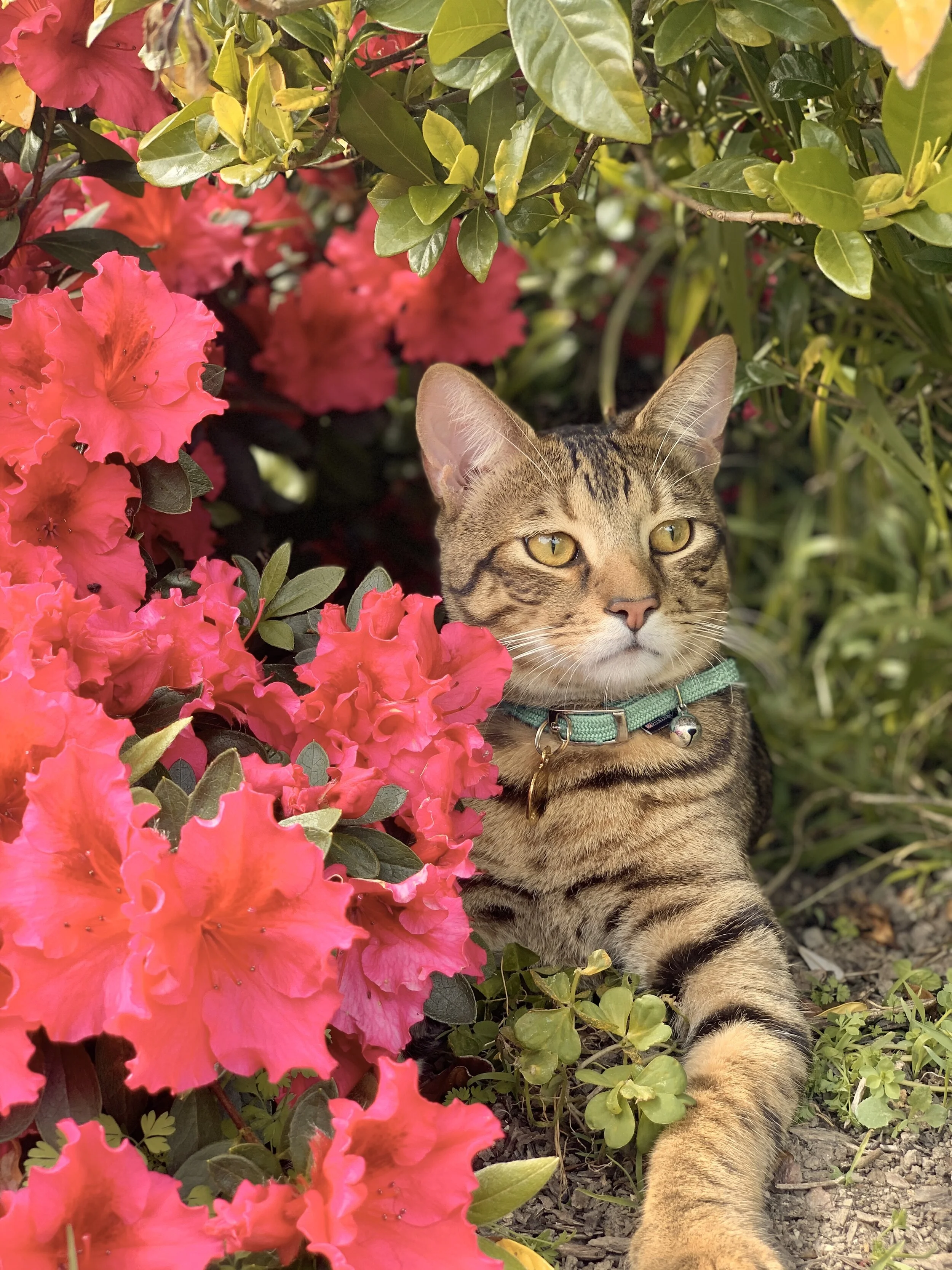 Simba appreciating the Azalea blooms 🌺 