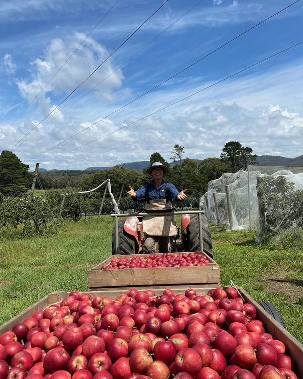 Today is the first harvest day for our Royal Gala apples 🍎 It always puts a big smile on our faces to see such abundance 😍 Our orchard front shop will be opened 10am-5pm tomorrow. Come by to say hello and pick up your freshly picked apples 💚💚💚