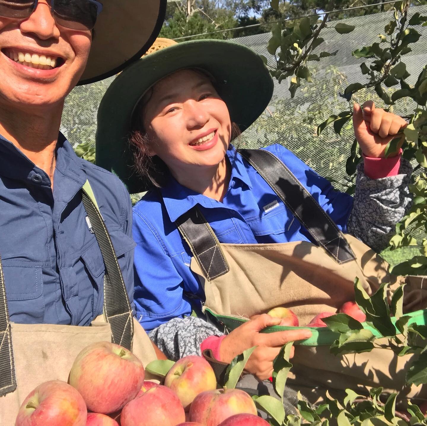 Andrew (papa bear ) and Angela (mum bear ) work every day to tend to all the gorgeous fruit trees on the orchard 🌳🍎🍒 . But they say they are happier than they have ever been. They believe work is a blessing and finding work that has purpose is the