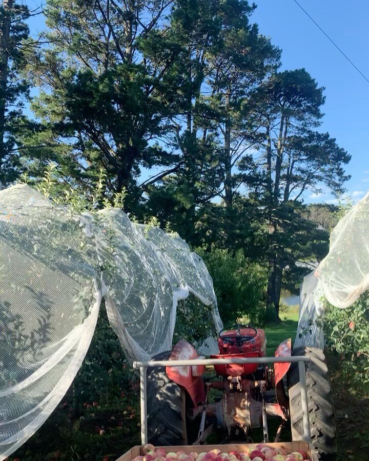 Gorgeous scenes from our orchard 🦋 Let nature soothe you 😌